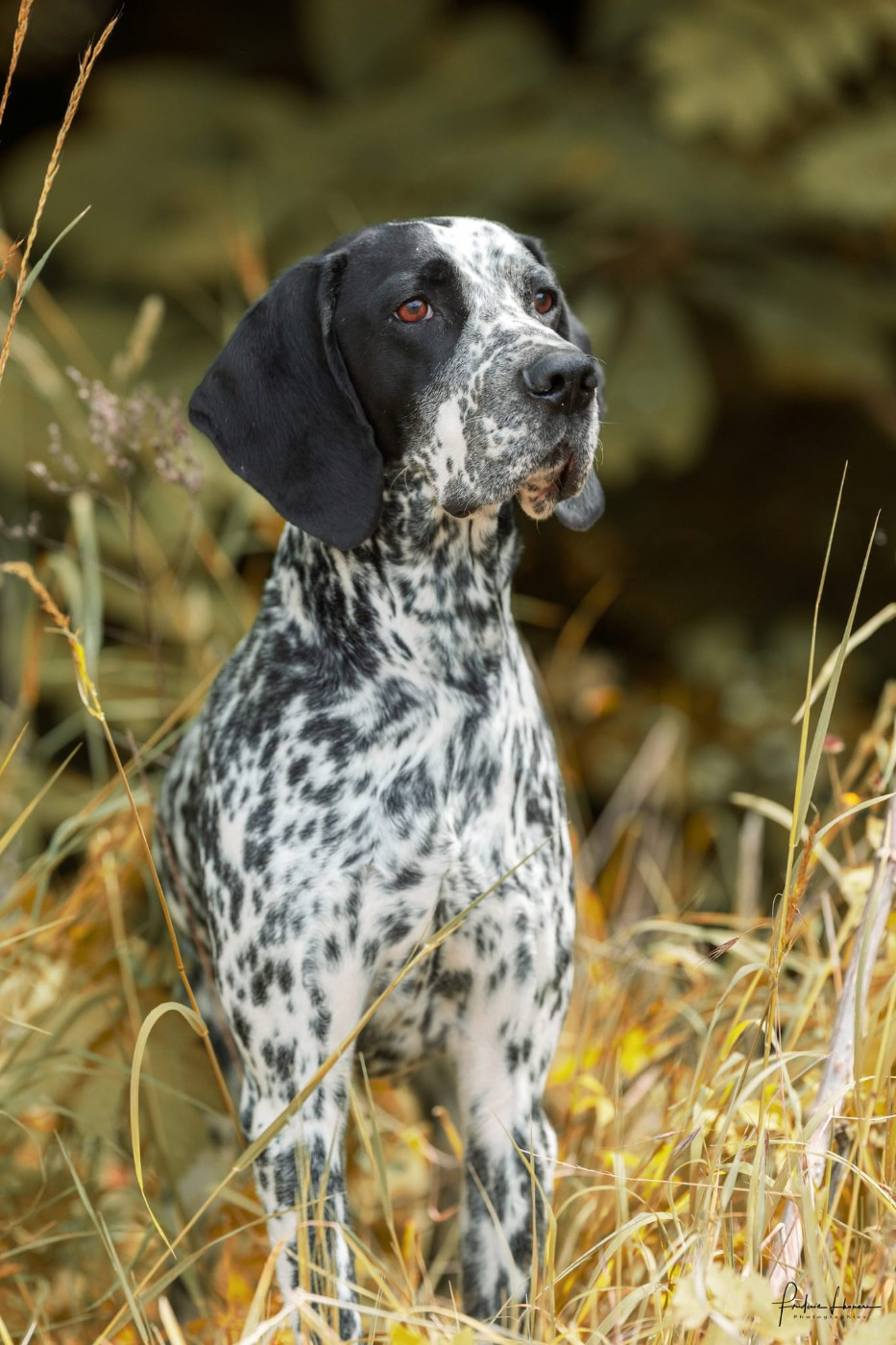 CH. Tokyo II  des englettes